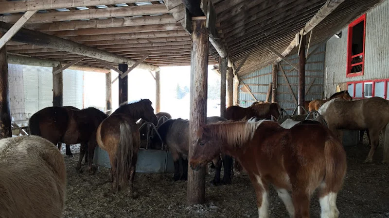 Cheval Défi — Saint-Augustin-de-Desmaures, Québec