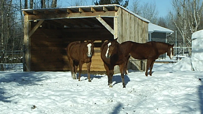 Équitation Dawson — Cantons de l'Est