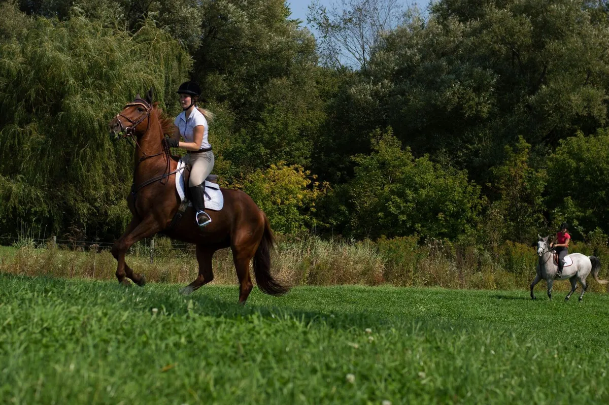 Ferme Willowbrook Farm (École d'équitation classique) — Mirabel (2)