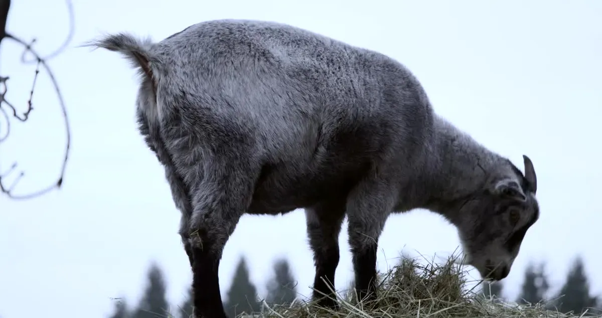 Ranch Beauvallon - 2