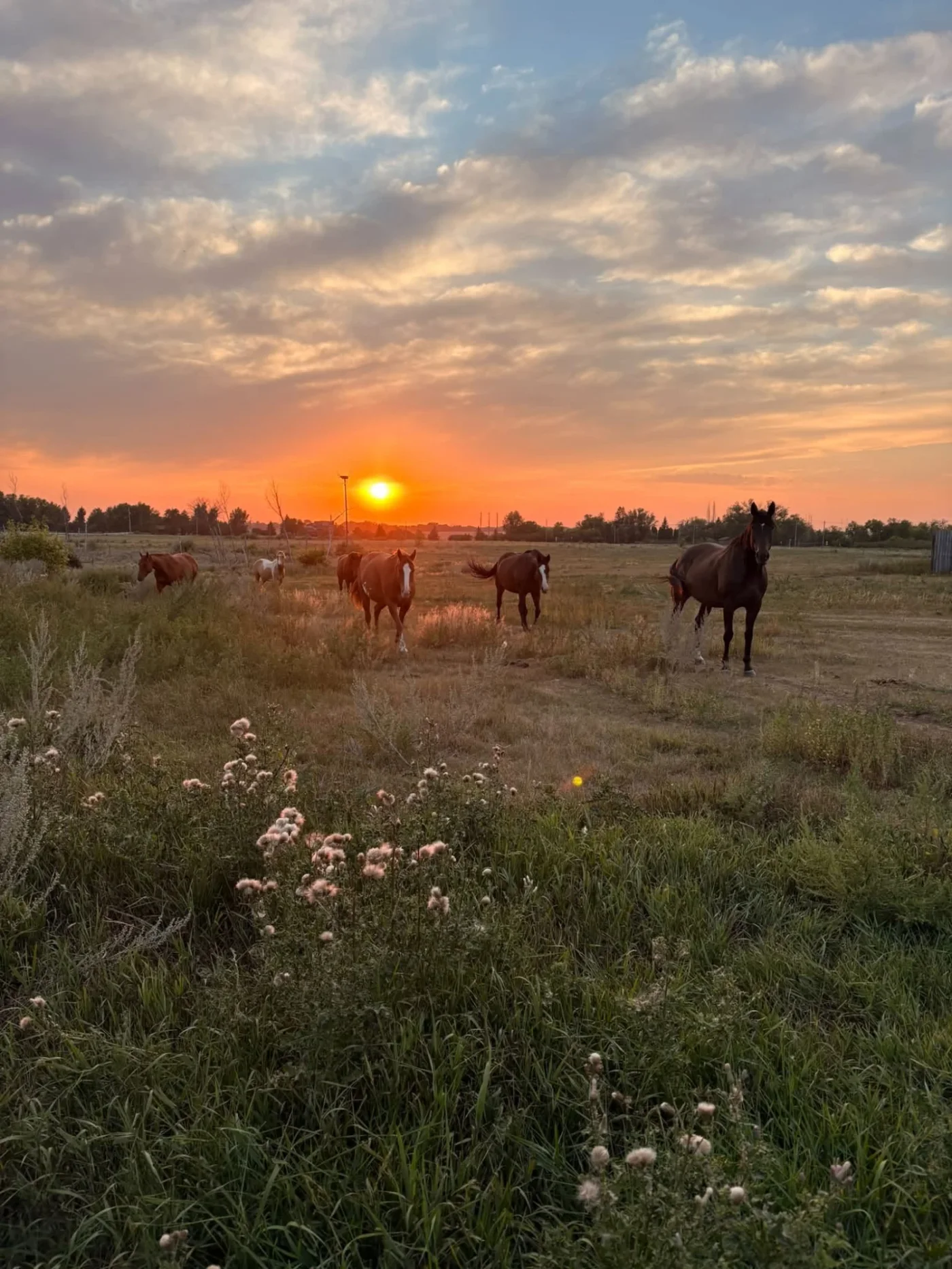 Rivers Edge Stables — Furdale (2)