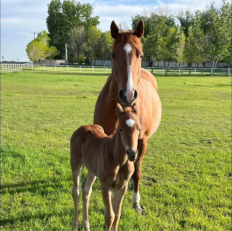 Stone Ridge Equestrian Centre Ltd. — Lethbridge County (4)