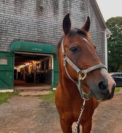 Tea Hill Stables — Stratford (1)