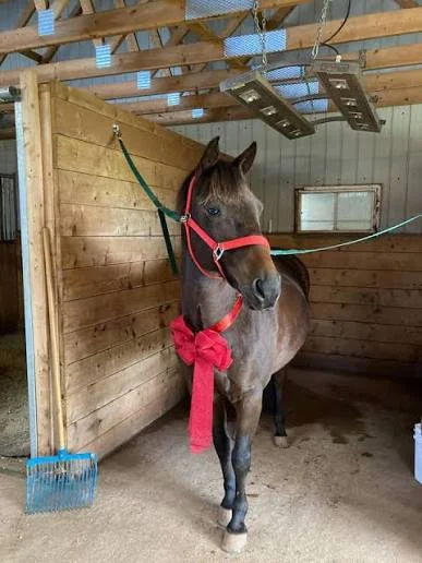 Tea Hill Stables — Stratford (4)